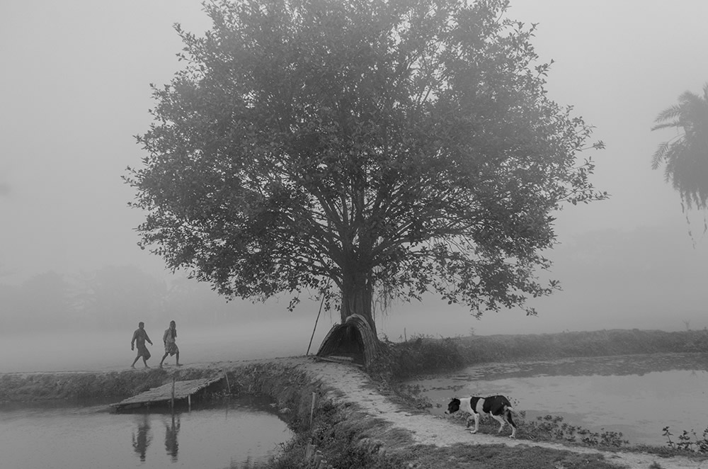 Fish Harvesting - Photo Series By Indian Photographer Ritesh Roy Chowdhury